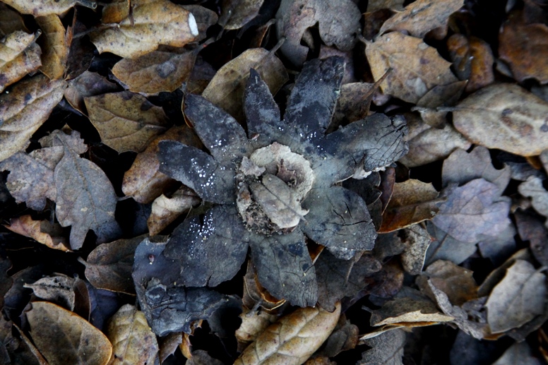 earth star